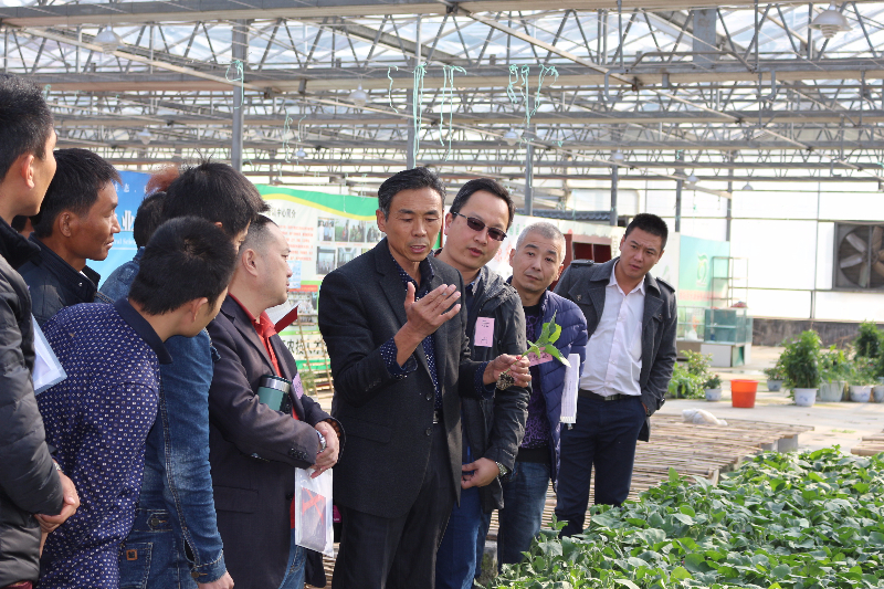 進入蔬菜育苗生產(chǎn)基地